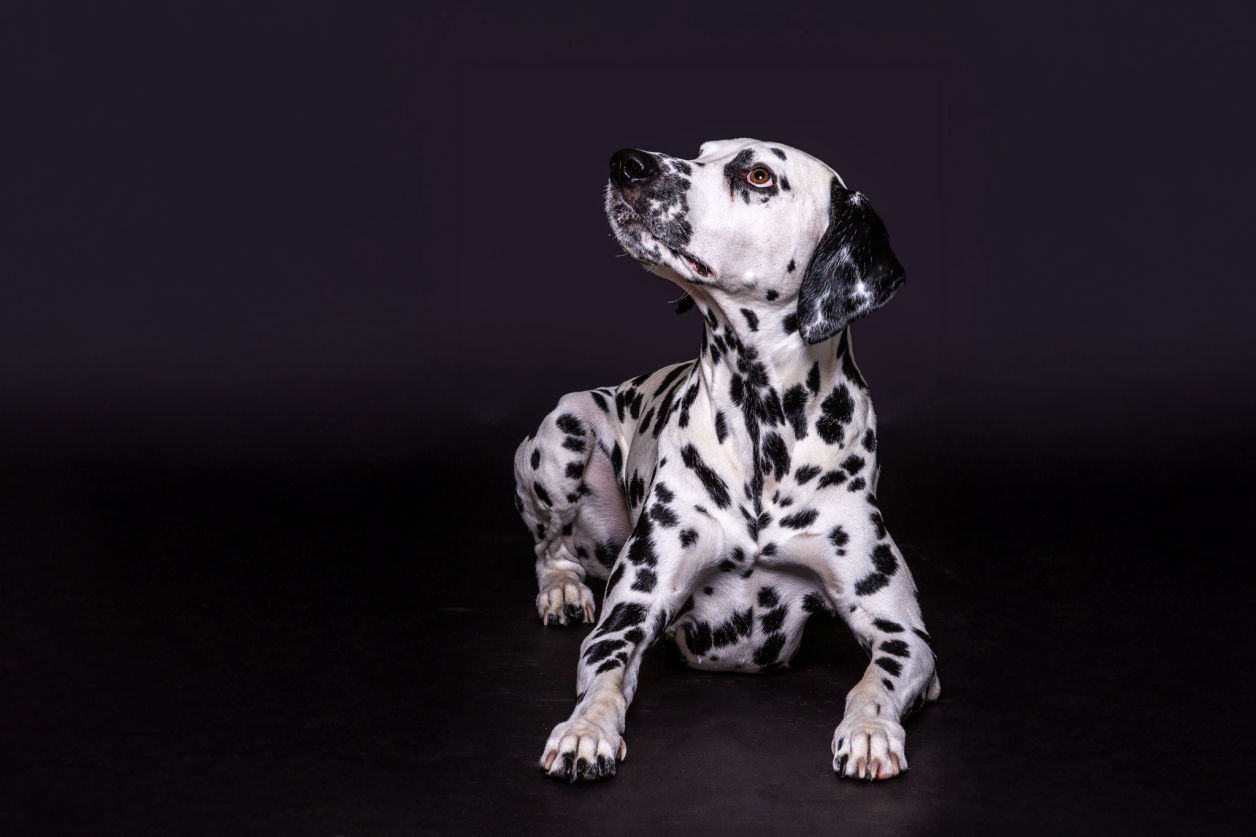 Bilder von deinem Haustier - Tierportrait Hundefotos Hundebilder Portrait Geldern professioneller Fotograf